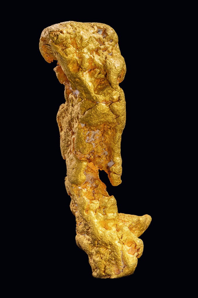 The Boot of Cortez specimen, vertical studio portrait on black